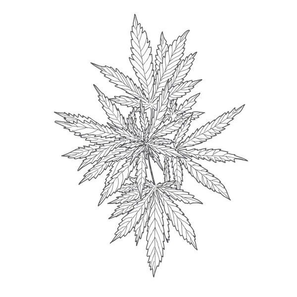 麻、大麻の葉と茎 — ストックベクタ