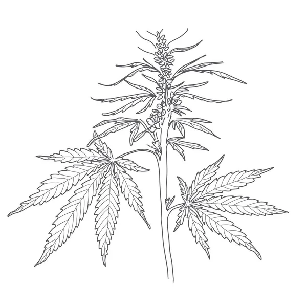 Chanvre, feuilles et tiges de cannabis — Image vectorielle
