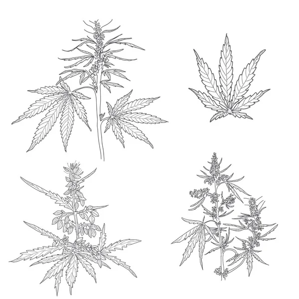 Cânhamo, folhas e caules de cannabis — Vetor de Stock