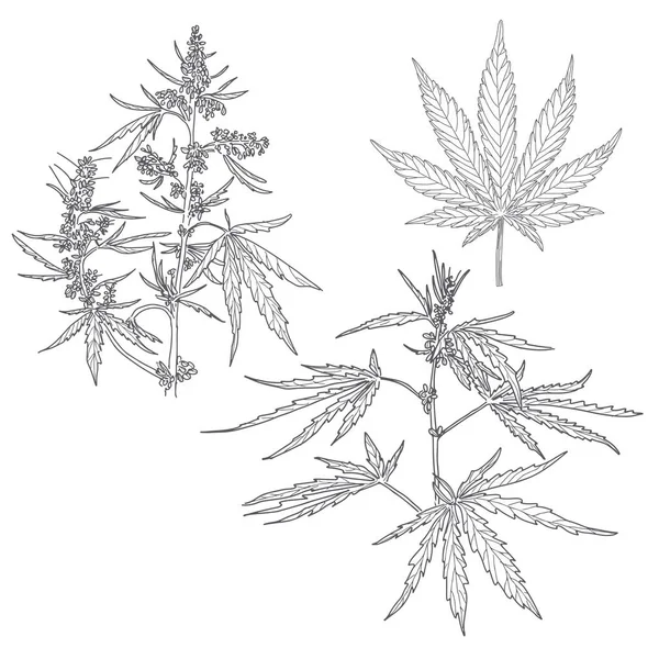 Hampa, cannabisblad och -stjälkar — Stock vektor