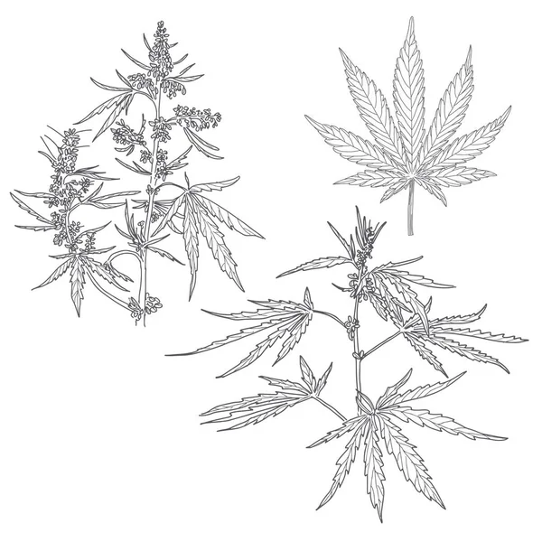 Chanvre, feuilles et tiges de cannabis — Image vectorielle