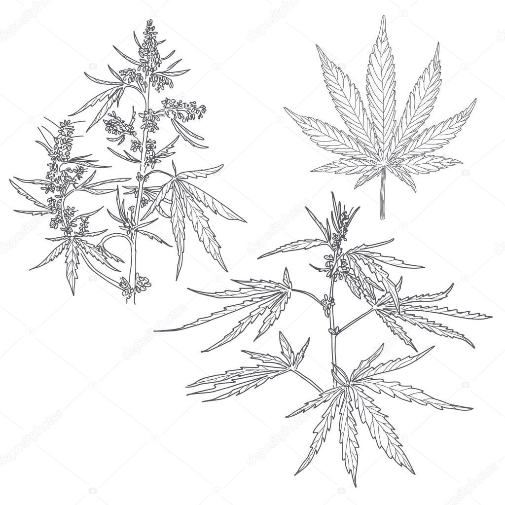 Hemp, cannabis leaves and stems