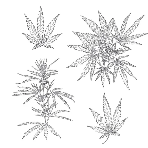 Hemp, cannabis leaves and stems — Stock Vector