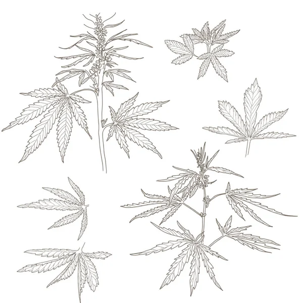 Cânhamo, folhas e caules de cannabis — Vetor de Stock