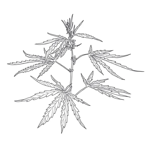 Tige, inflorescence et feuilles de chanvre — Image vectorielle