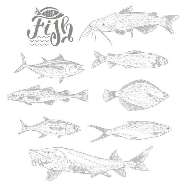 A collection of fish in vintage style — Stock Vector
