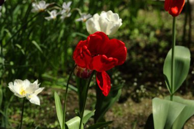 Baharda Botanik Parkında açan renkli laleler ve diğer çiçekler