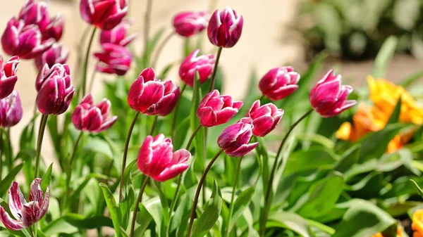 Şehrin botanik parkında baharda açan pembe ve beyaz laleler.