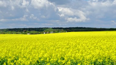 Güzel çiçekli bir kolza tohumu tarlası.