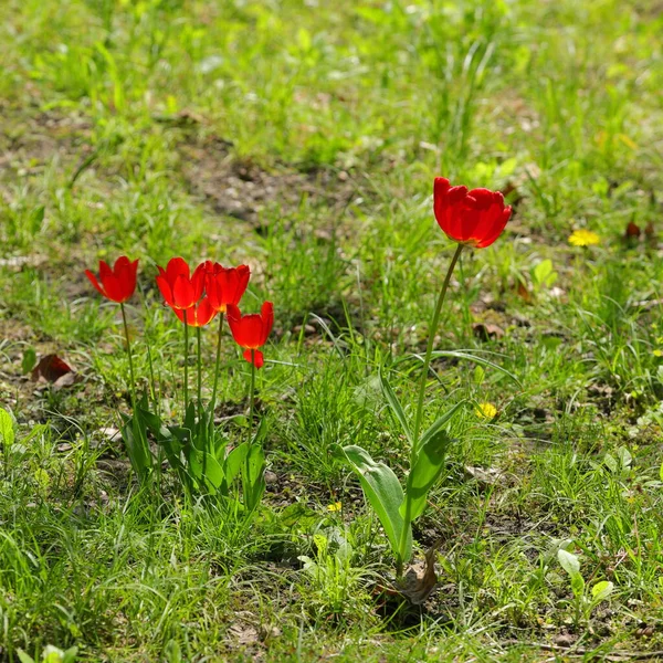 Rode Bloemen Bloeien Het Voorjaar Een Voorstedelijke Open Plek — Stockfoto