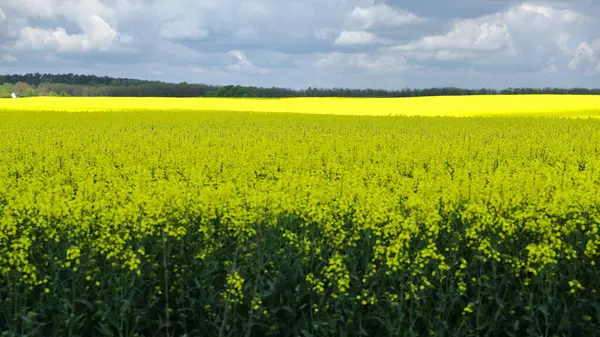 Ein Vorortfeld Mit Schön Blühendem Raps — Stockfoto