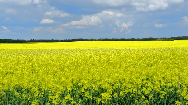 Ein Vorortfeld Mit Schön Blühendem Raps — Stockfoto