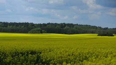 Kenar mahallelerdeki tecavüz tarlaları güzel çiçek açıyor.