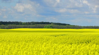 Kenar mahallelerdeki tecavüz tarlaları güzel çiçek açıyor.