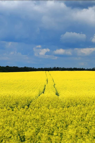 Schön Blühende Rapsfelder Der Vorstadt — Stockfoto