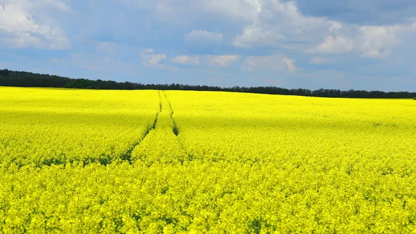 Kenar mahallelerdeki tecavüz tarlaları güzel çiçek açıyor.