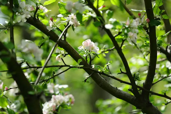 İlkbaharda güzel açan ağaçlar varoşlarda ve vahşi bahçelerde