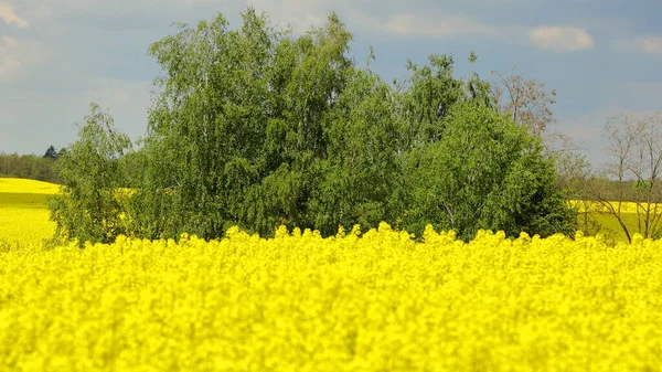 Красиво Квітучі Поля Зґвалтування Дачних Фермах — стокове фото