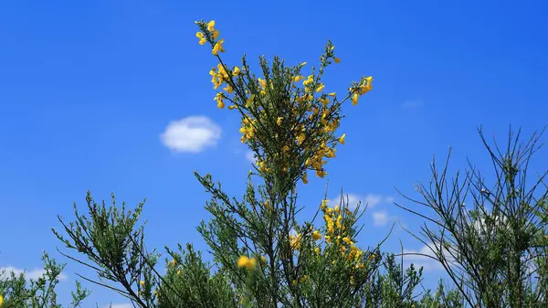 Yellow Blooming Shrubs Suburban Green Areas — Stock Photo, Image