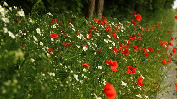 Baharda yeşil alanlarda açan kırmızı gelincikler