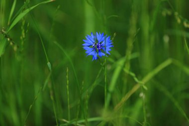 İlkbaharda açan çiçekler bir banliyö açıklığında