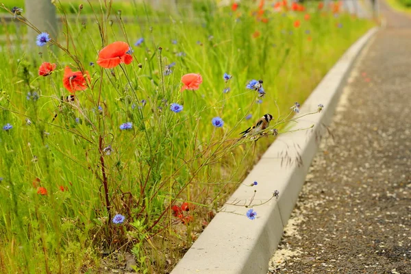 Kentsel yeşil alanlarda ve açıklıklarda açan kırmızı gelincikler