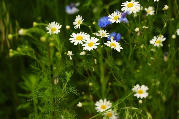 İlkbaharda açan çiçekler bir banliyö açıklığında