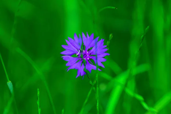 Blumen Blühen Frühling Auf Einer Lichtung Einem Vorort — Stockfoto