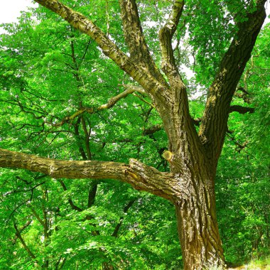 Şehir Parkı içinde ağaçlar