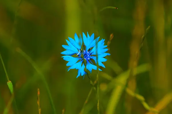 Uma Flor Azul Que Floresce Prado Suburbano Primavera — Fotografia de Stock