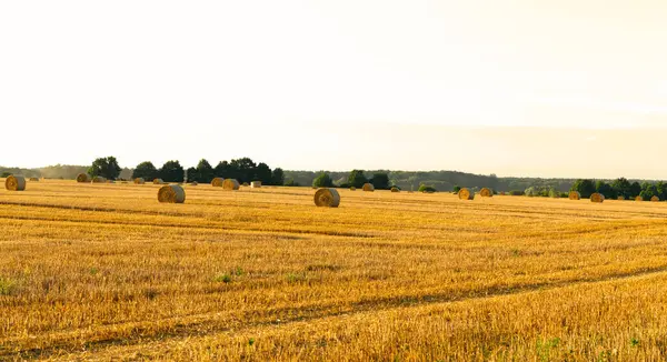 Zwinięte Siano Podmiejskich Użytkach Rolnych — Zdjęcie stockowe