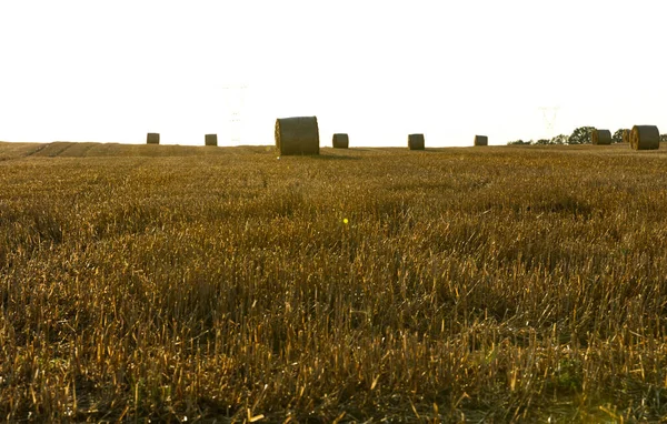 https://st.depositphotos.com/48964112/58178/i/450/depositphotos_581787358-stock-photo-rolled-hay-in-suburban-farmland.jpg