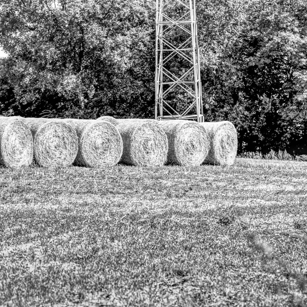 Rolled hay in suburban farmland