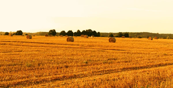 Rolled Hay Suburban Farmland — Stok fotoğraf