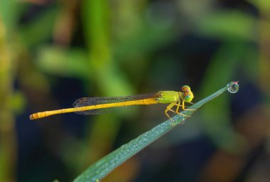 Doğal ortamda yaprağın üzerinde dinlenen küçük hanım sineğinin inanılmaz yakın çekimi. Su damlacıklarıyla doğal gün doğumu hafif sabah makrosu