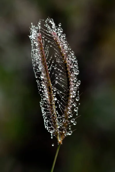 Tautropfen Auf Grün Orange Blatt Natur Hintergrund — Stockfoto