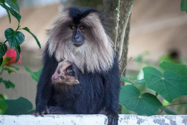 Lion tailed macaque monkey with baby monkey middle of the jungle