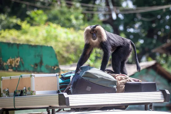 Lion tailed macaque monkey road crossing animal road crossing endangered species road crossing