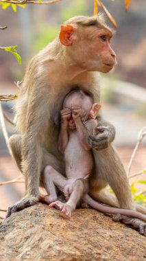 Anne maymun ağaç dalında bebek maymun oynuyor..
