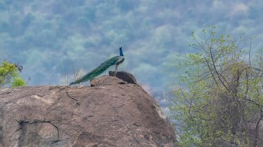 Tüylerini gösteren tavus kuşunun yakınına. Güzel tavus kuşu. Erkek tavus kuşu kuyruk tüylerini sergiliyor. Tavus kuşu kuyruğu tüyleri flört ediyor ya da çiftleşiyor.