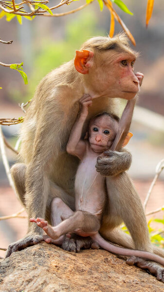 Мать обезьяна играет обезьянку сидя на ветке дерева.