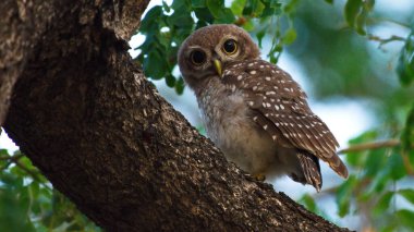 Benekli baykuşçuğun (Athene brama) yakınında, ağaçtaki doğada bize bakıyor.