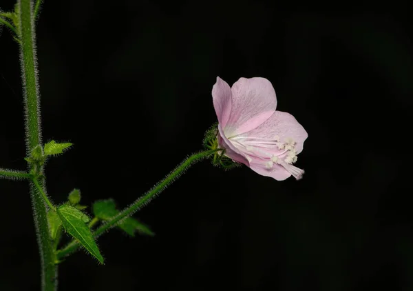 stock image Beautiful flowers include branch with black background.