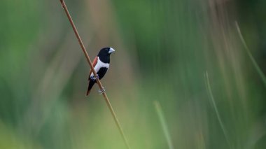 Kuş yuvası yaprakların ortasında geziniyor, seçici odaklanma.