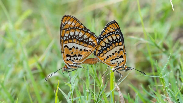 Accouplement Papillon Avec Fond Vert Nature — Photo
