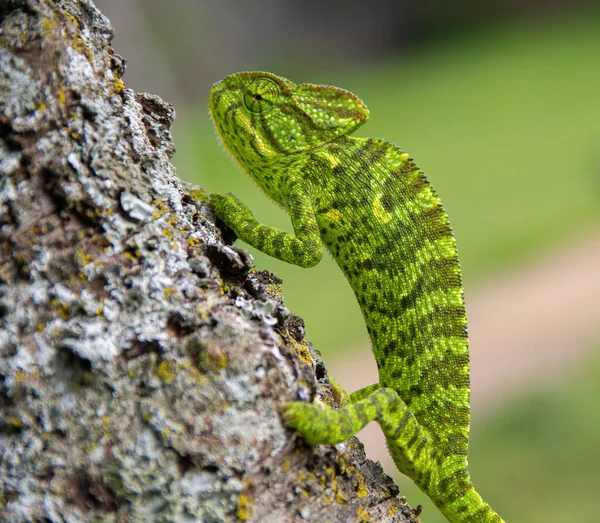 Chameleon Road Crossing Forest Middle Forest — Fotografia de Stock