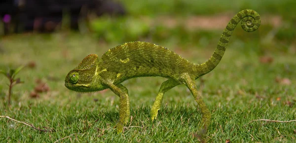 Caméléon Franchissement Routier Milieu Forêt — Photo