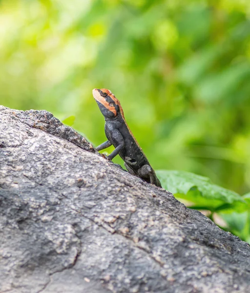 Rock Agama Lizard Rock Torn Skin Molting Process Nature Background — Fotografia de Stock