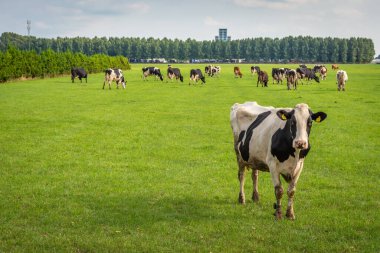 Tarımsal alanda yoldan geçenlere bakan siyah beyaz bir inek.