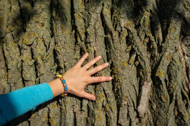 Yaşlı bir ağacın gövdesine dokunan kadın eli öğleden sonra güneş ışığıyla aydınlanmış ağaç kabuğuyla